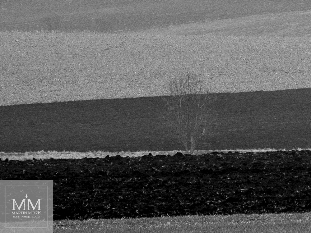 A tree in the fields. Photograph created with the Olympus M. Zuiko digital ED 40 - 150 mm 1:2.8 PRO.